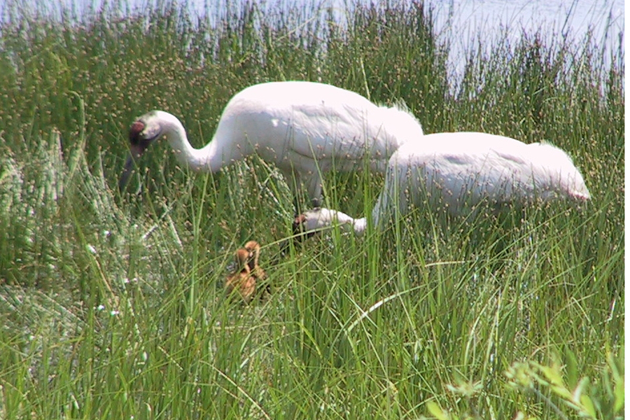 Whooping Crane
